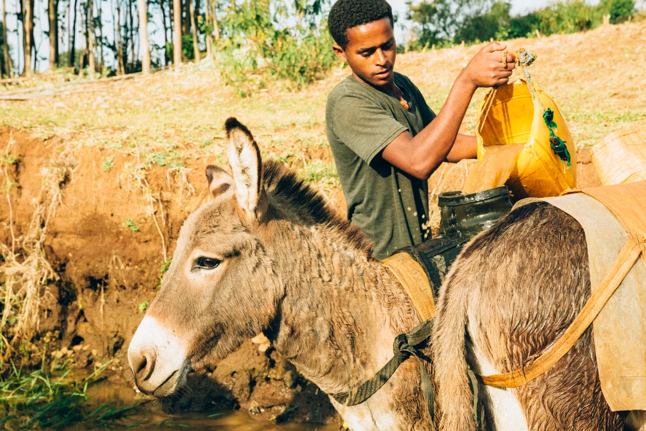 Ethiopia donkey and water