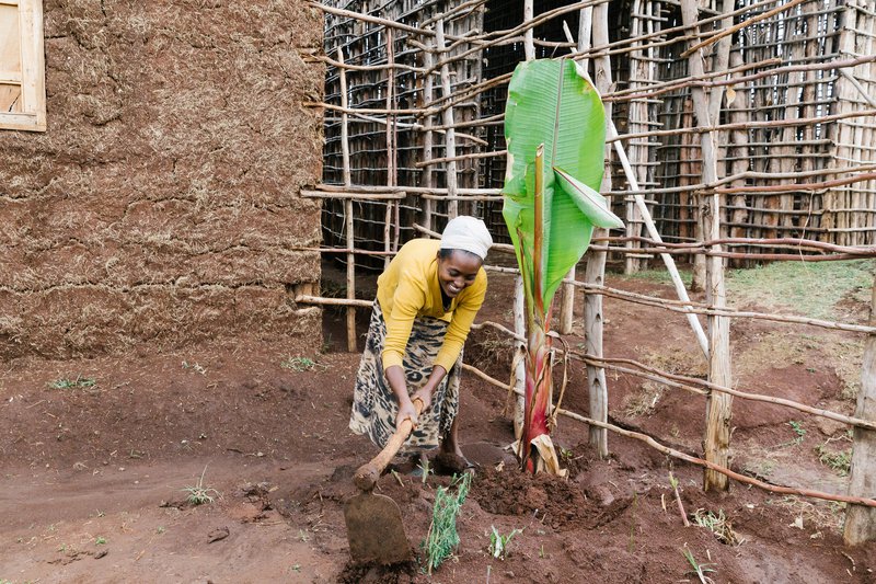 Butukan planting