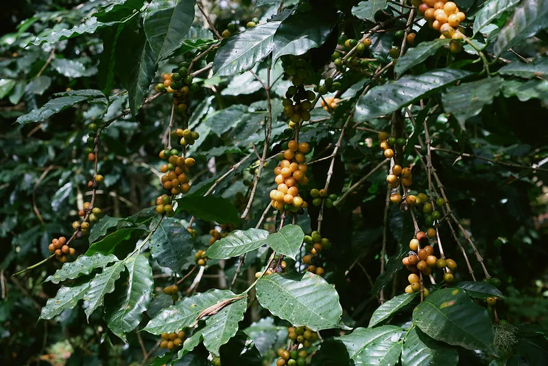 coffee plant