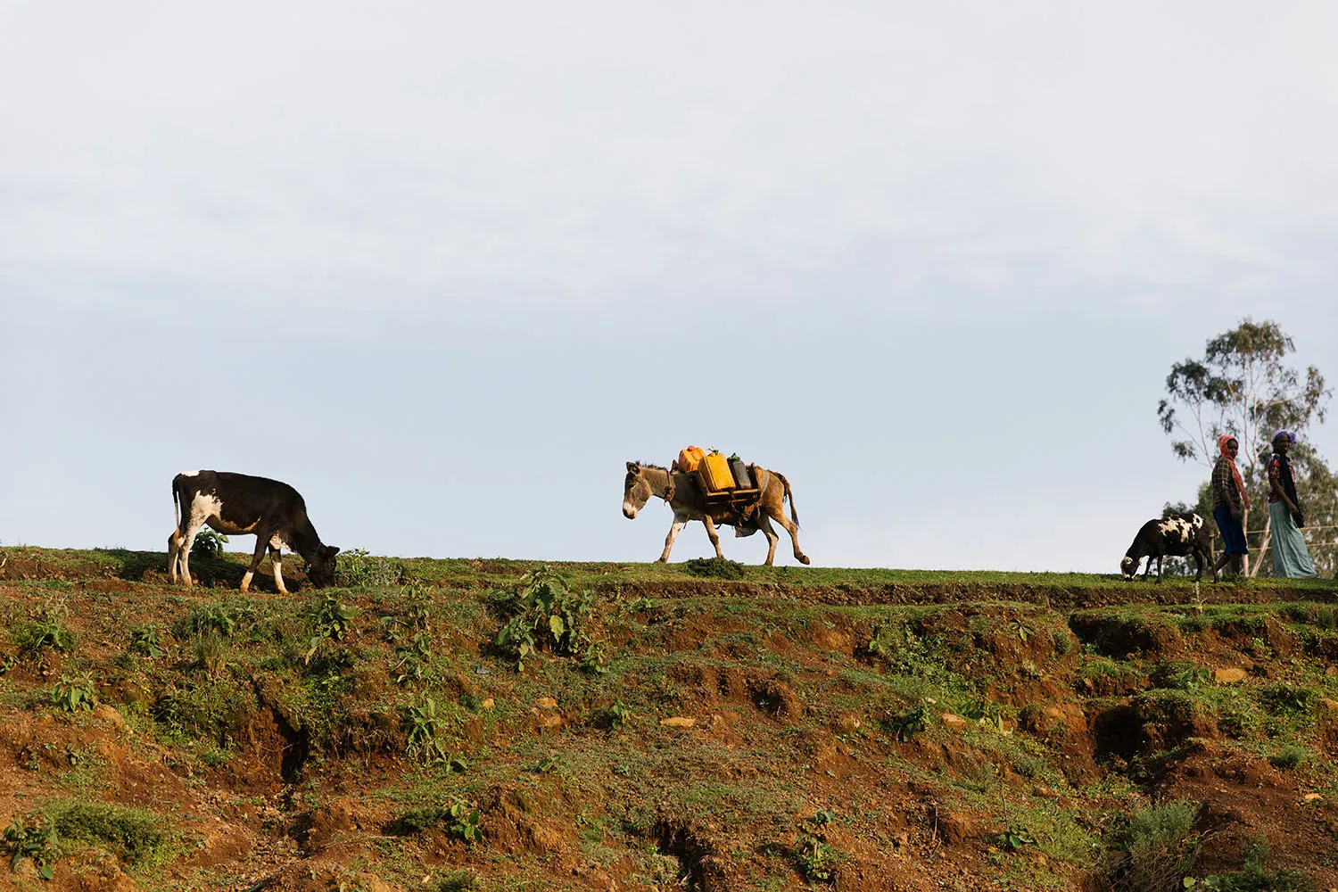 Ethiopia walking