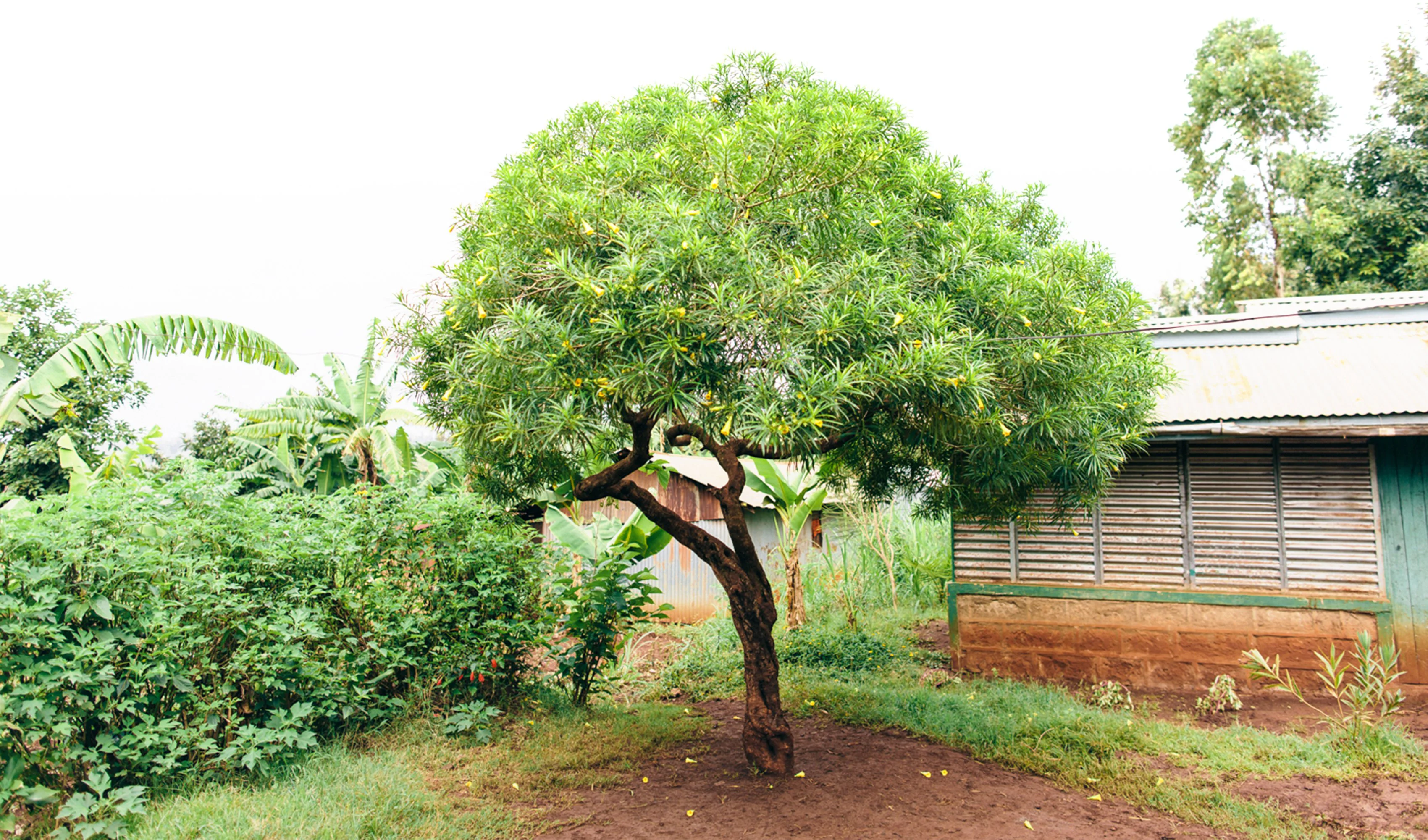 Trees behind a home in Kenya